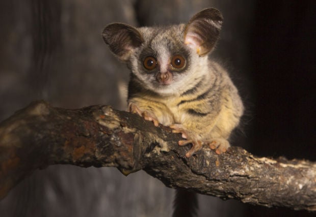 Animal shots of the week